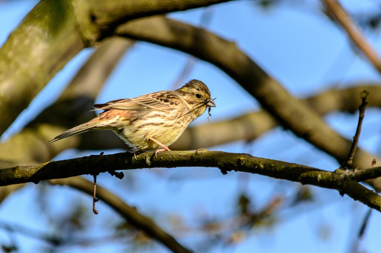 Image - nature bird fink animal songbird