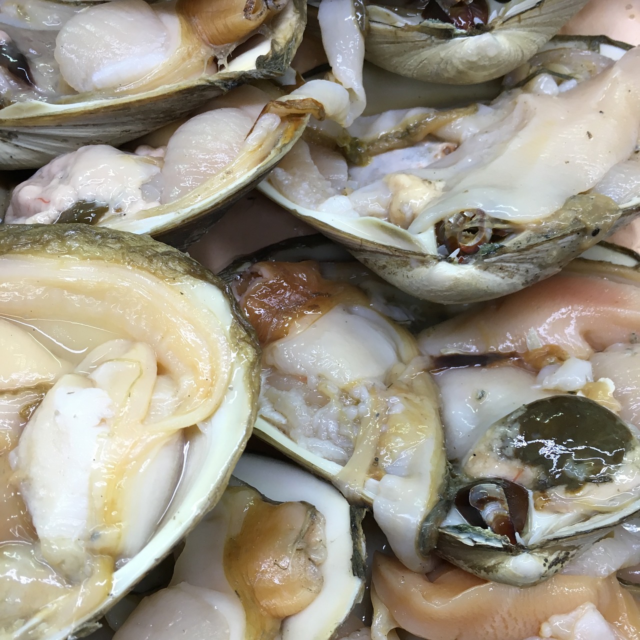 Image - clams fresh shellfish raw