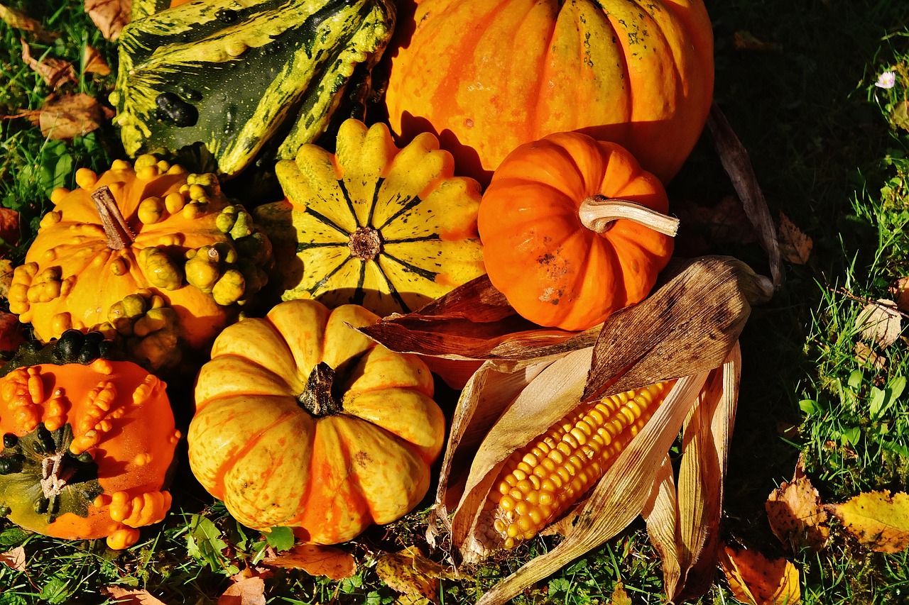 Image - pumpkins decorative squashes nature
