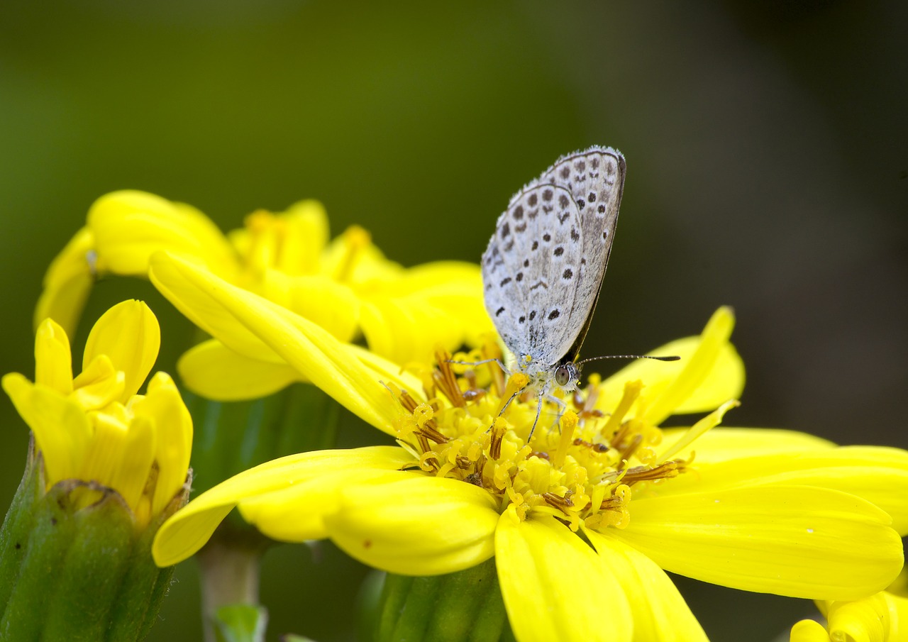 Image - japan saitama butterfly insect