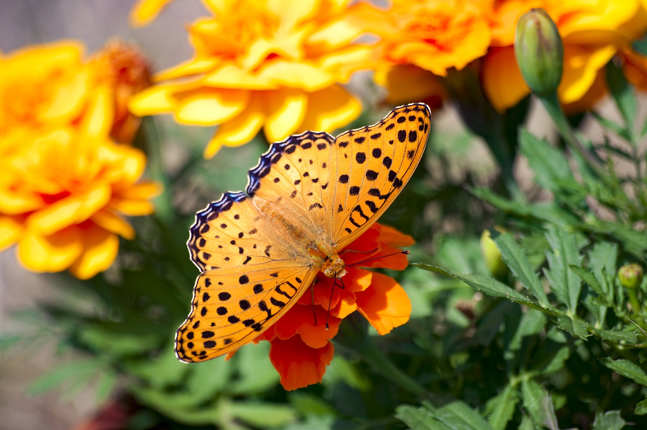 Image - japan saitama butterfly insect