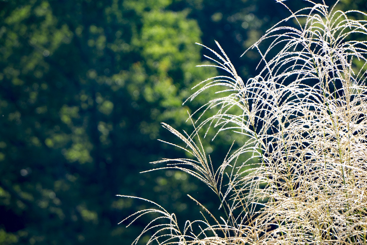 Image - japan hotels in tokyo plant autumn