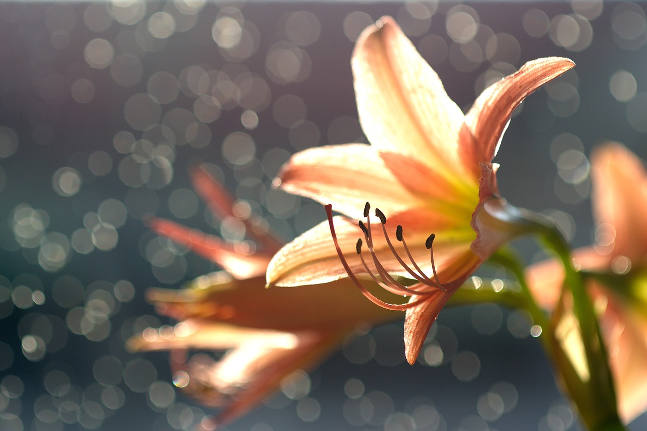 Image - four herbs pineapple tree nature