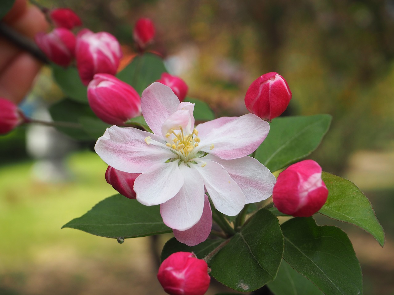 Image - begonia flower spring campus