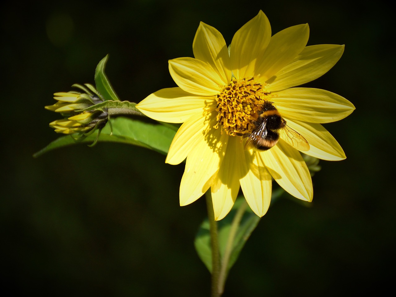 Image - bee blossom bloom close flower