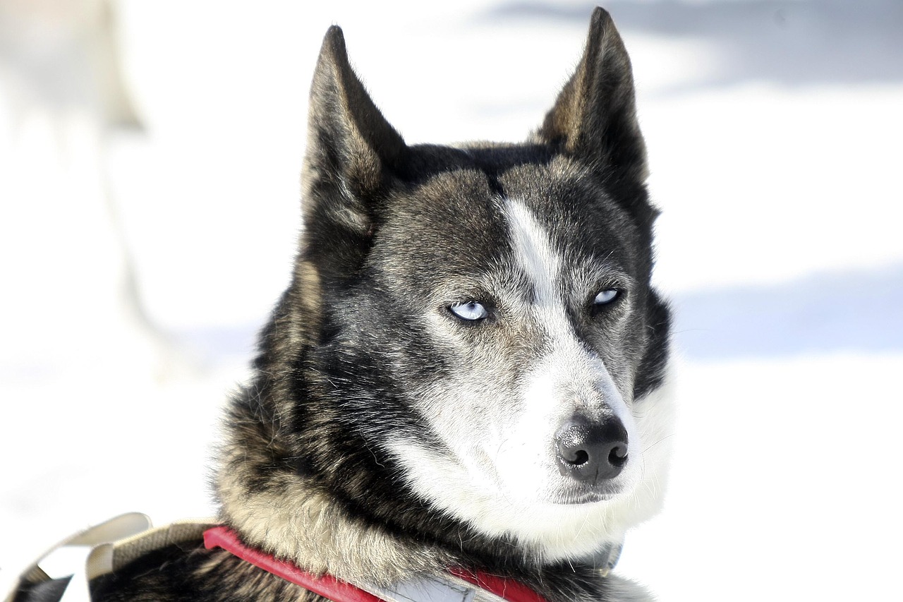 Image - dog husky winter eyes animals