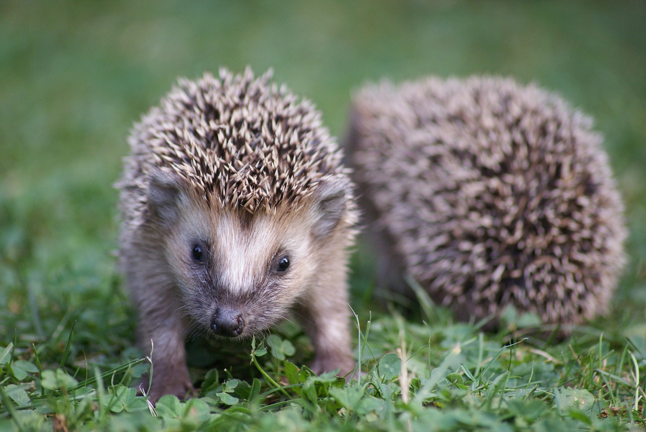 Image - hedgehog garden nature animal cute