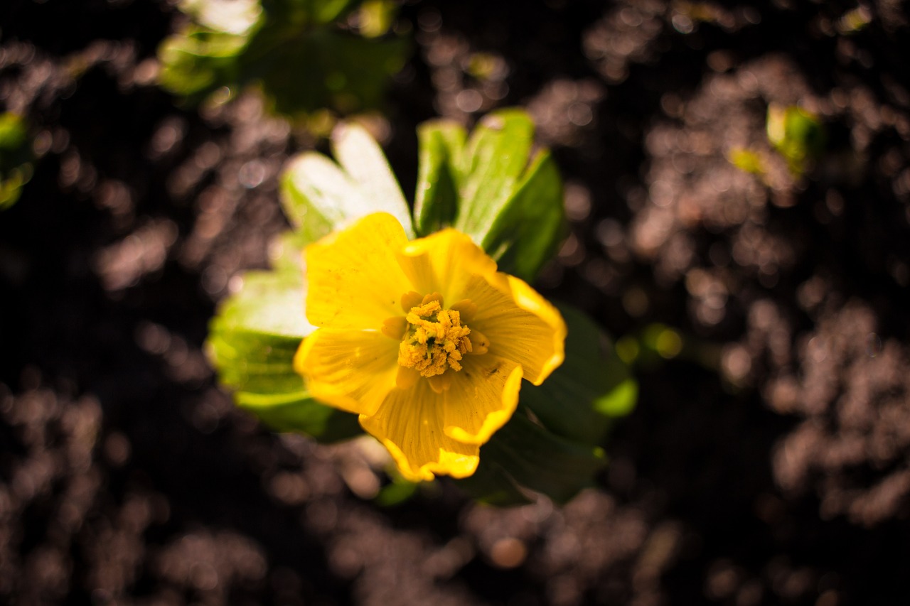 Image - spring flower yellow green brown