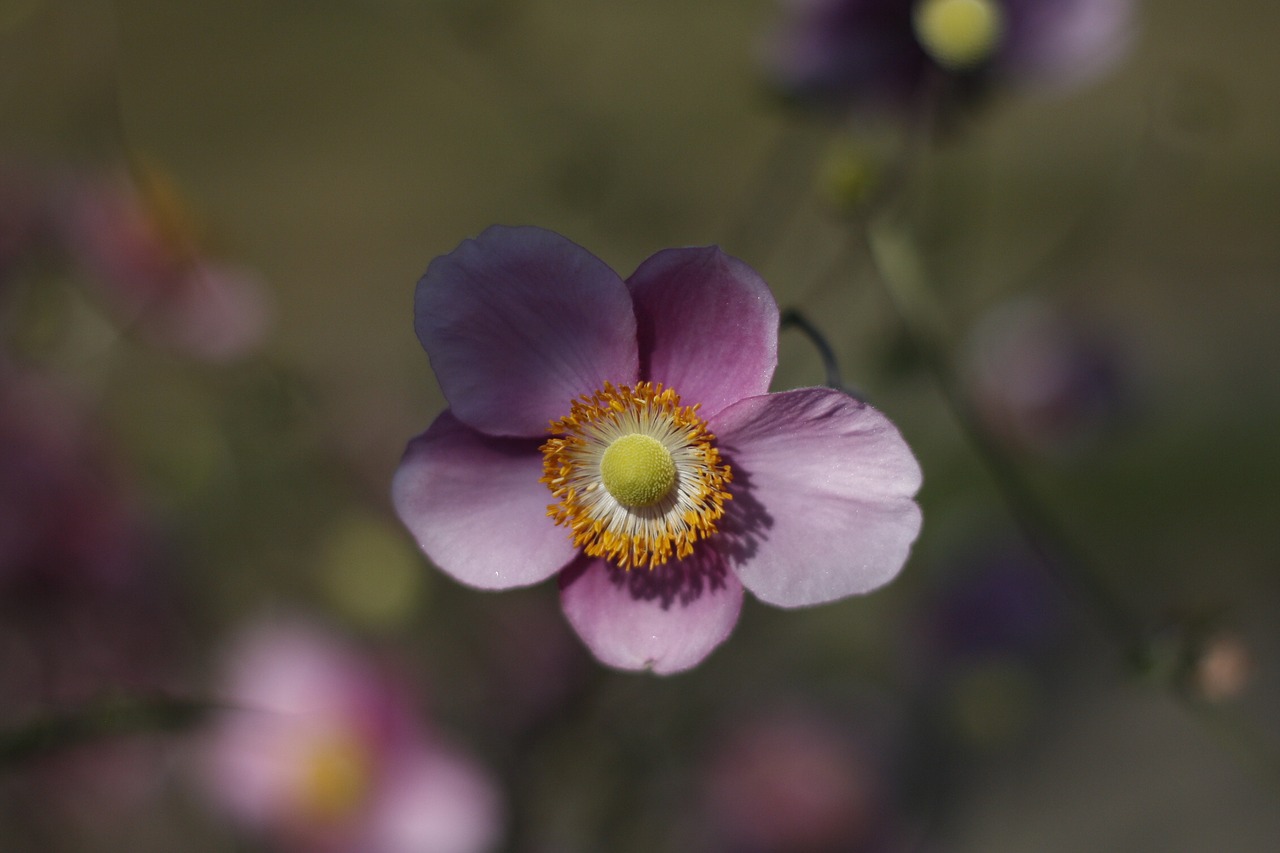 Image - flower bloom nature individual