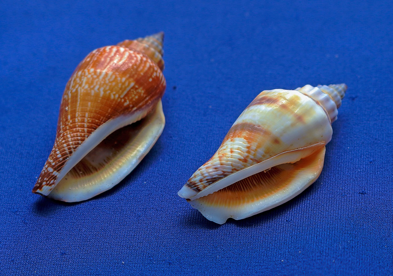 Image - marine conches shells molluscum