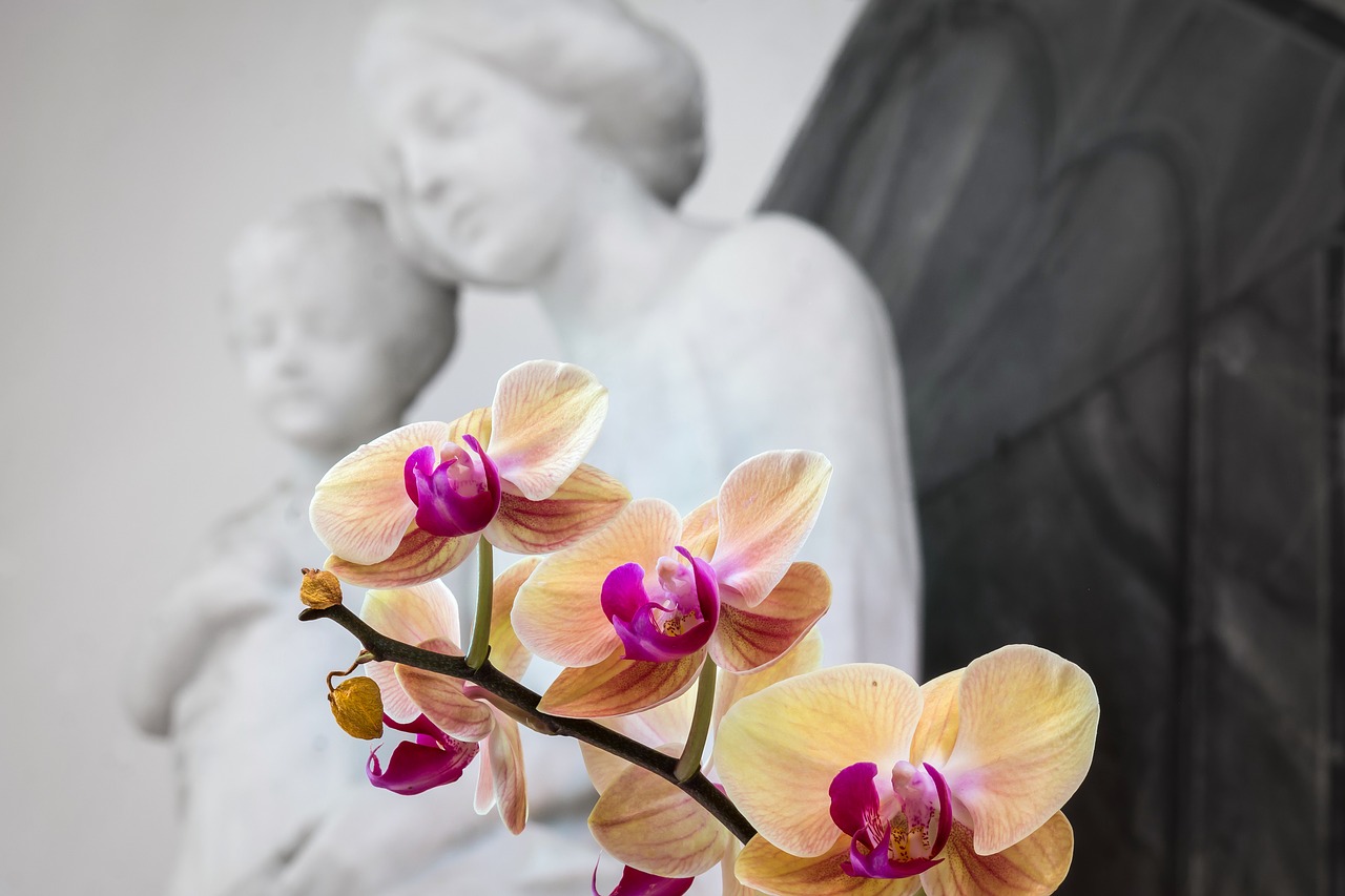 Image - orchid maria jesus flower church