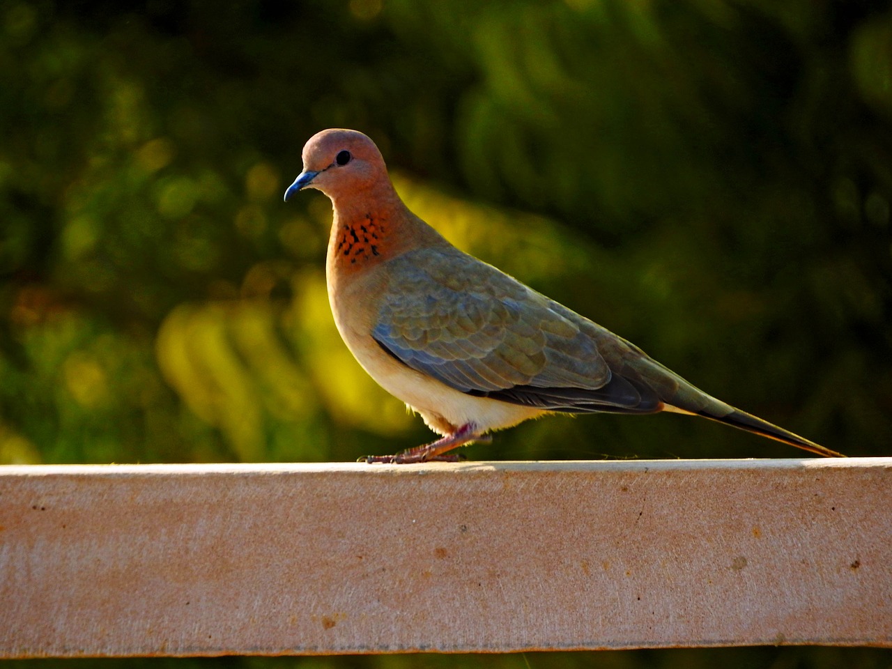 Image - dove bird peace wing nature