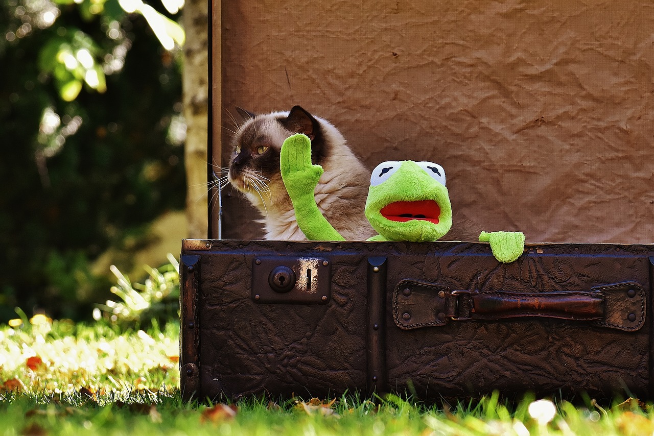 Image - kermit cat british shorthair