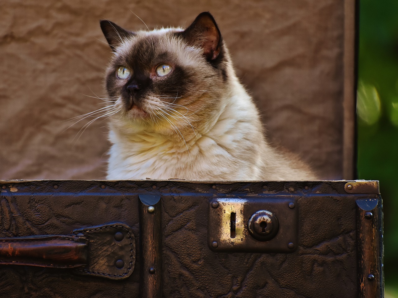 Image - luggage antique cat