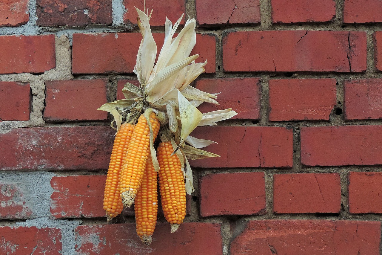 Image - thanksgiving decoration corn