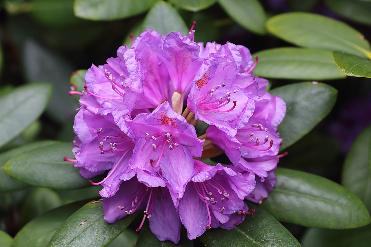 Image - rhodedendon blossom bloom purple