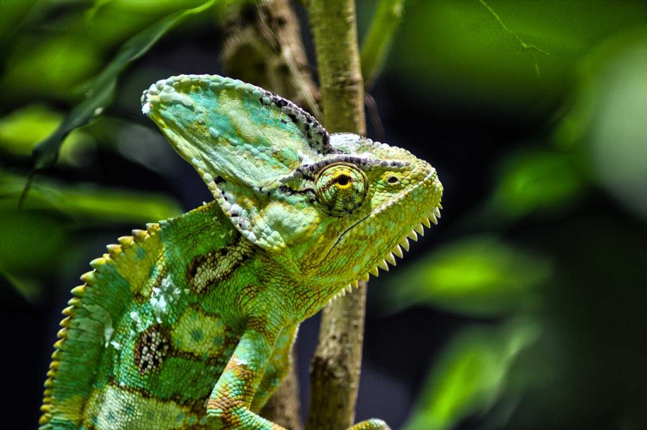 Image - tierpark bochum animals chameleon
