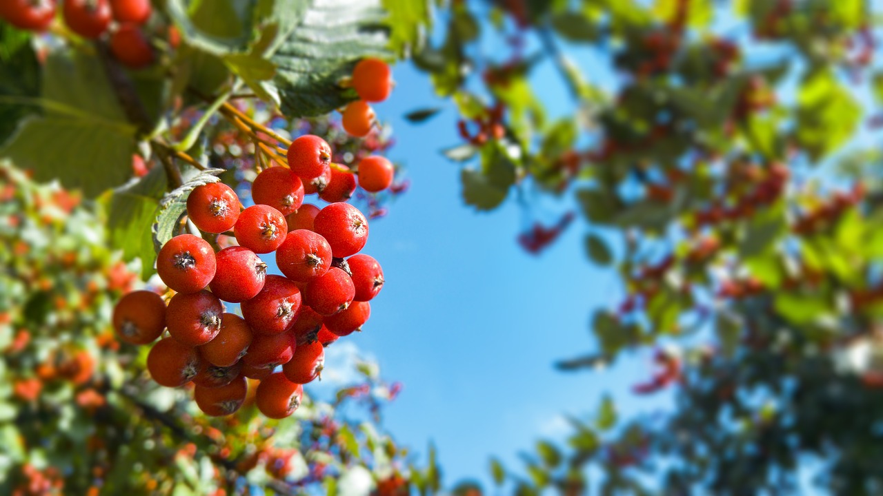 Image - rowan autumn green tree fruit