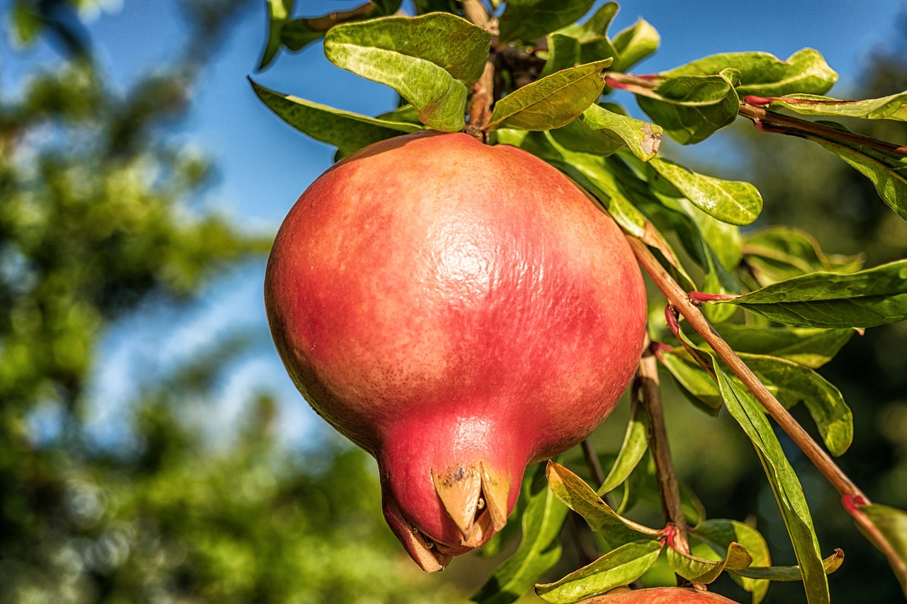 Image - pomegranate fruit punica granatum