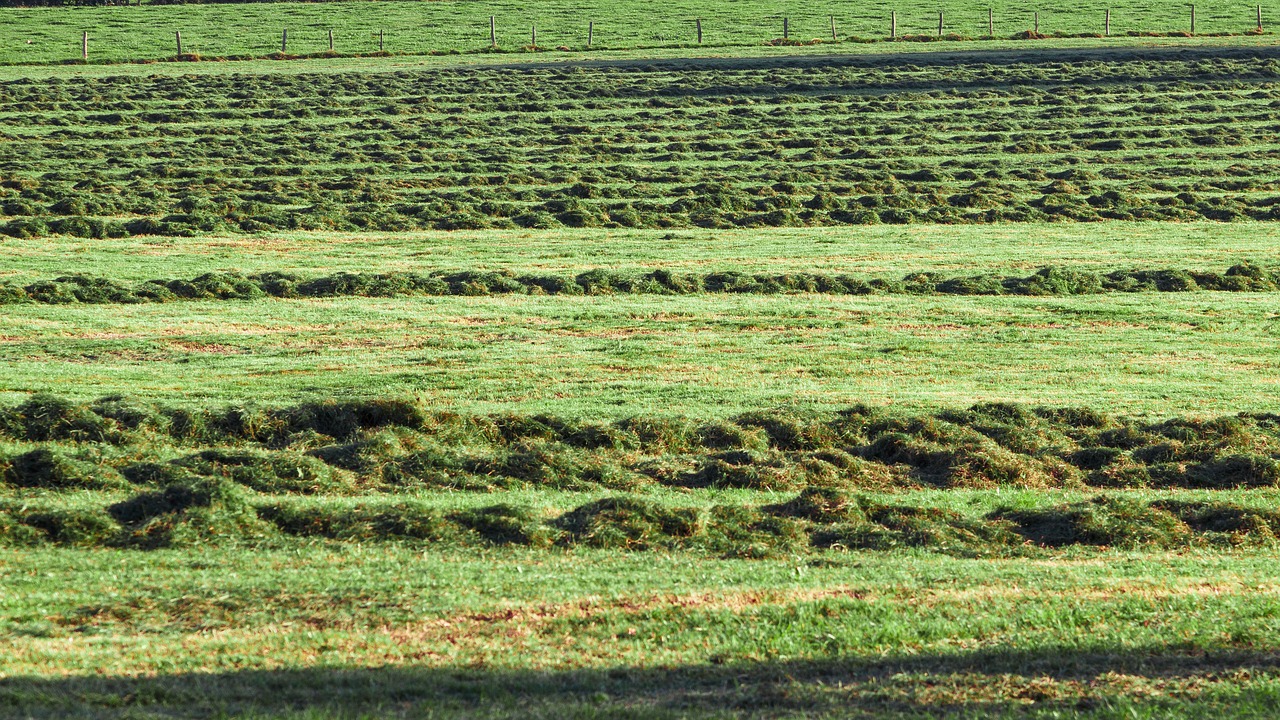 Image - grass pile agriculture summer hay