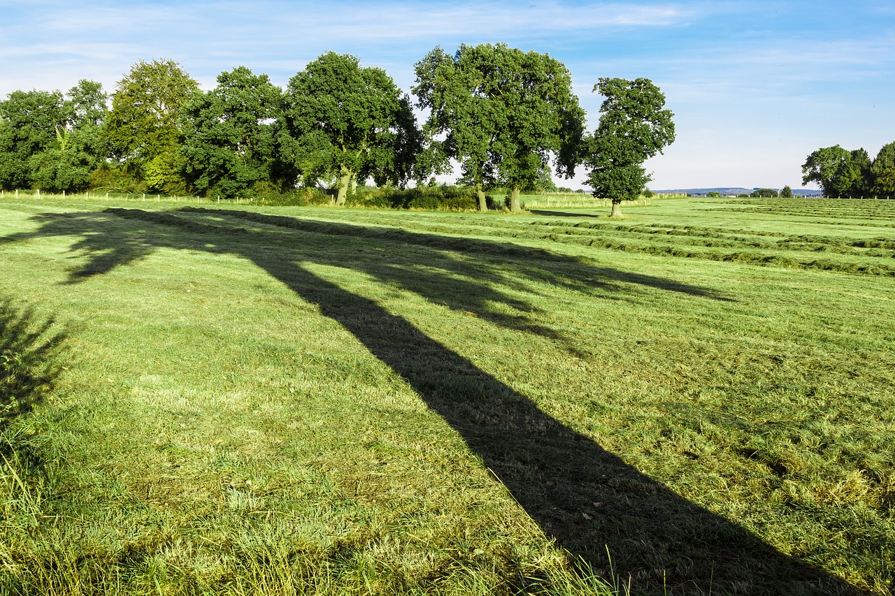 Image - tree shadow large perspective