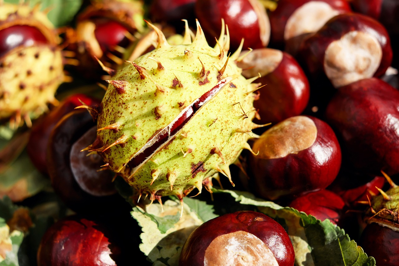 Image - chestnut buckeye red buckeye spur