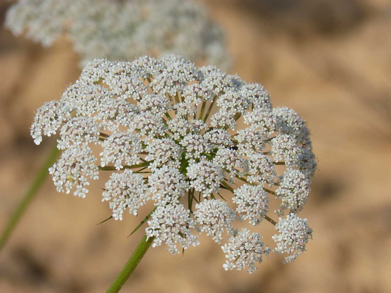 Image - flower apiacea anthriscus sylvestris