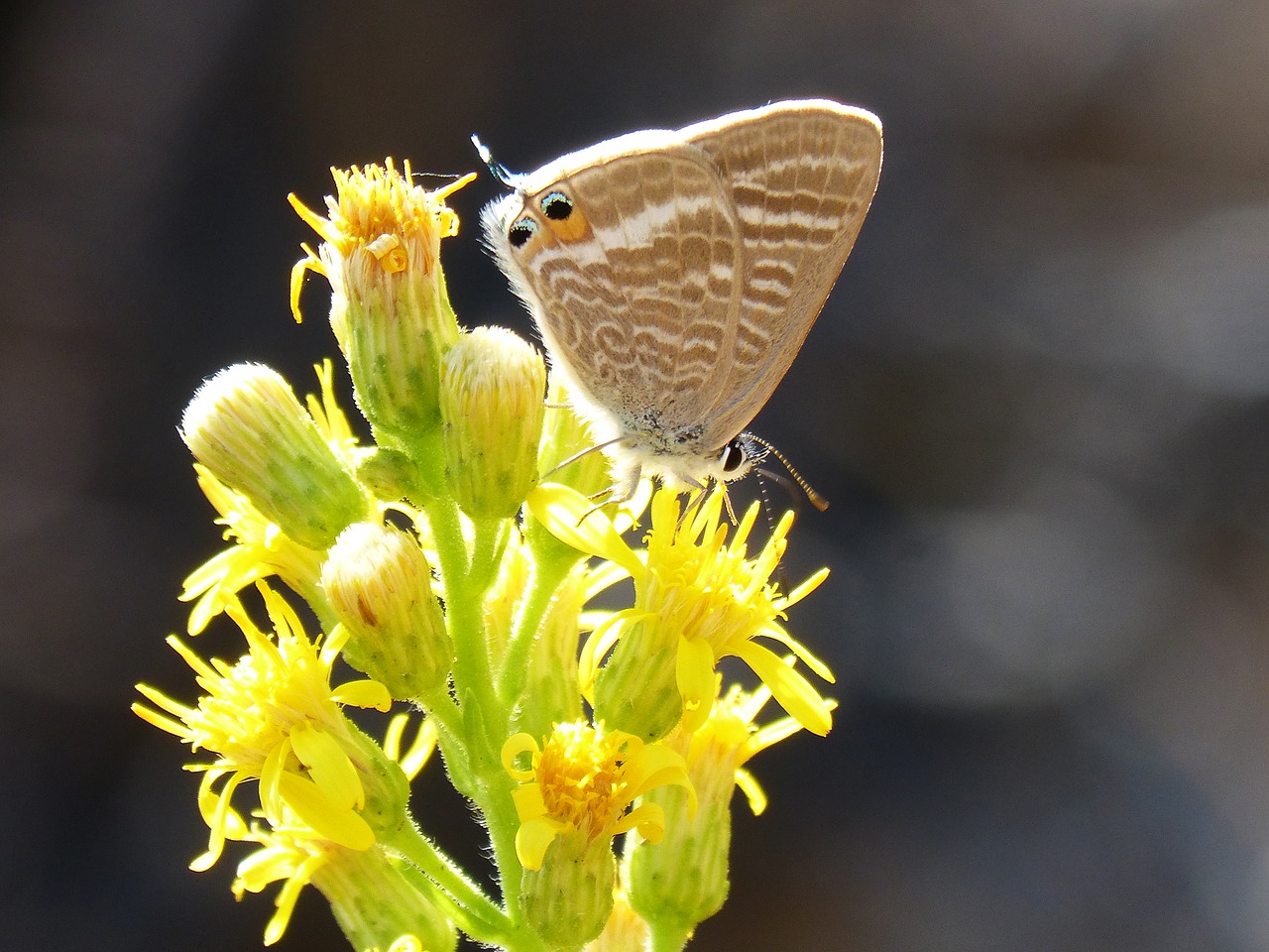 Image - butterfly teenindusega boeticus