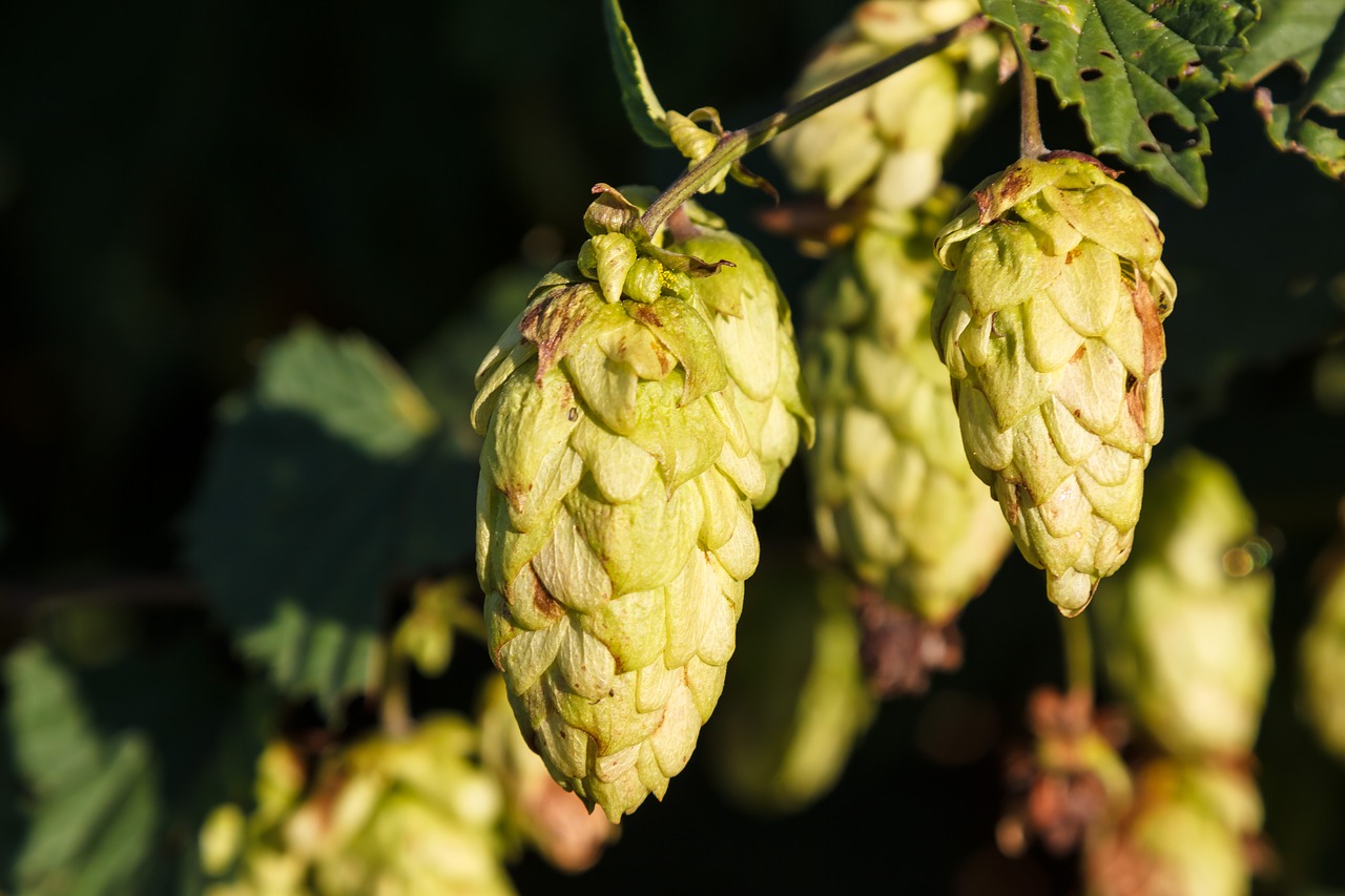 Image - hops plant umbel hops fruits