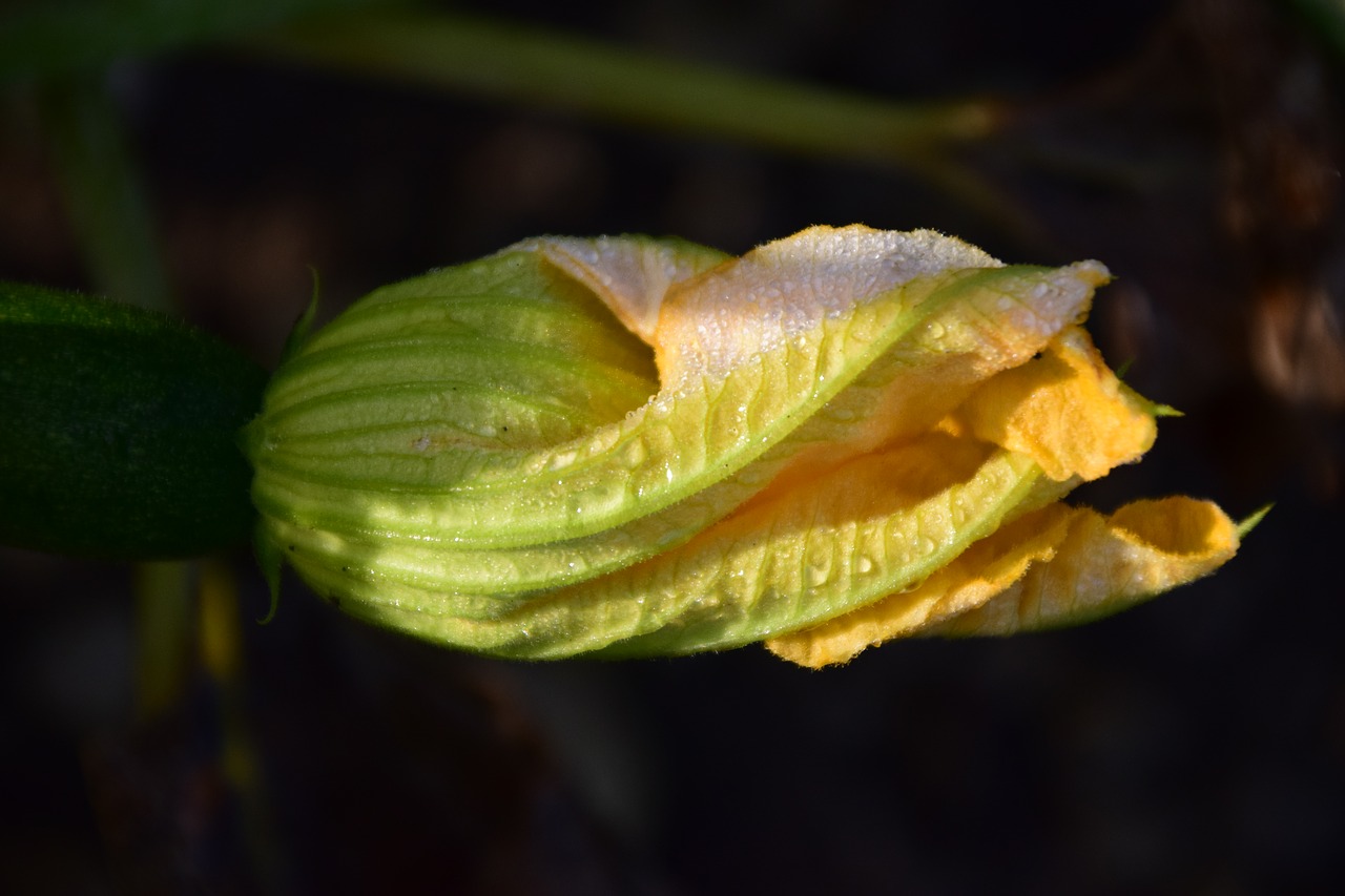 Image - pumpkin blossom blossom bloom close