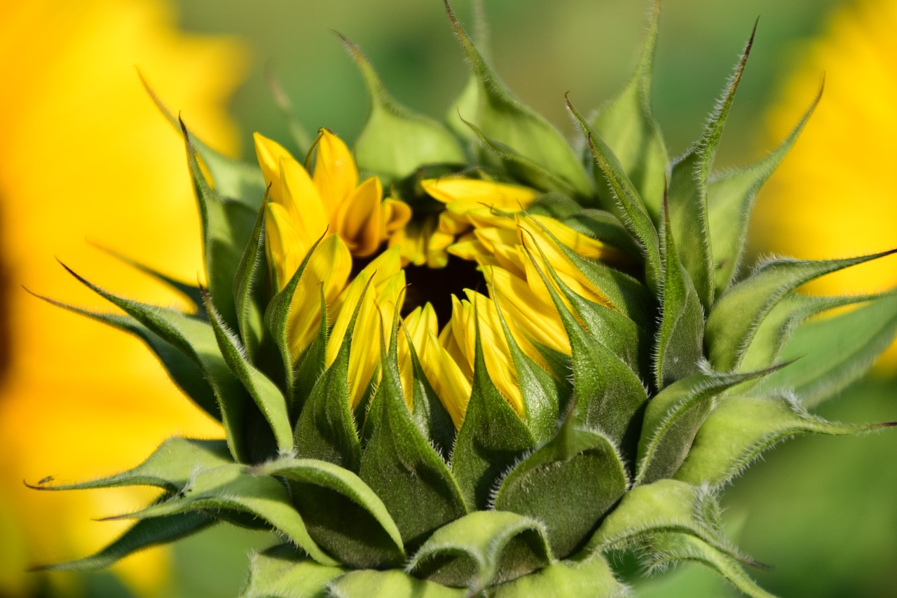 Image - sun flower sunflower field yellow