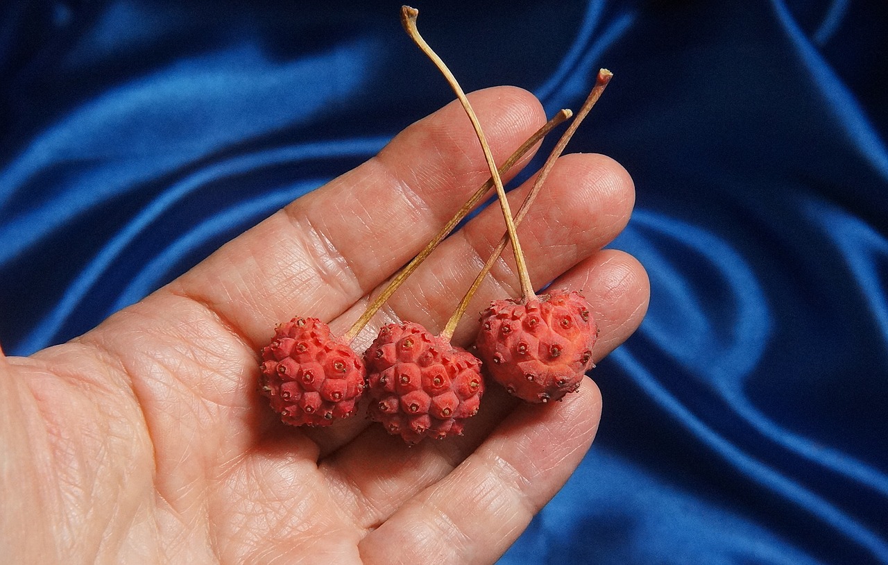 Image - kousa dogwood berries kousa dogwood