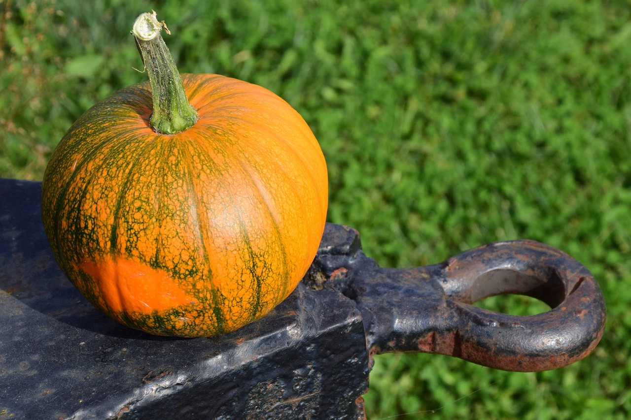 Image - pumpkin harvester trailers autumn