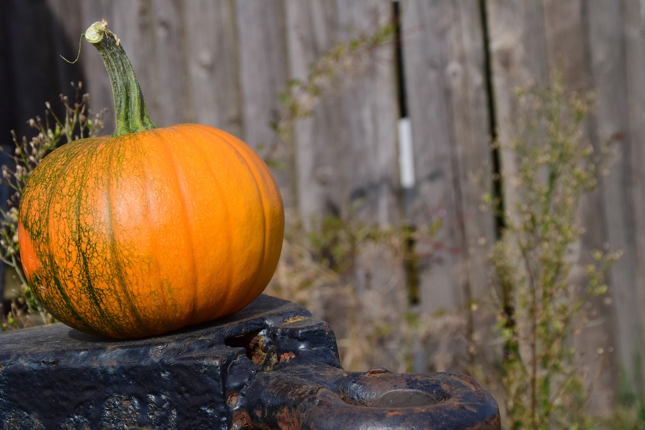 Image - pumpkin trailers wooden wall autumn