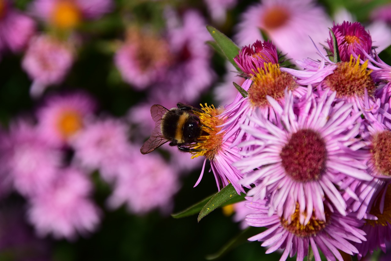 Image - aster hummel blossom bloom insect