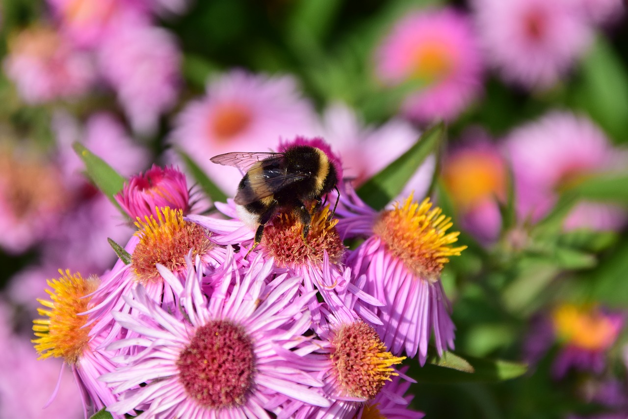 Image - aster hummel blossom bloom insect