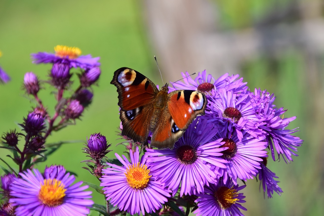 Image - aster butterfly blossom bloom