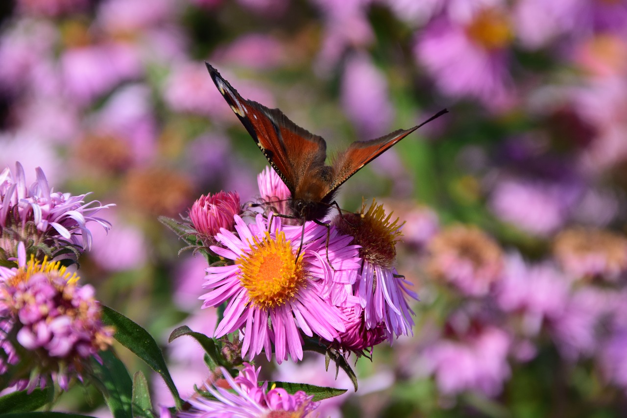 Image - aster butterfly blossom bloom