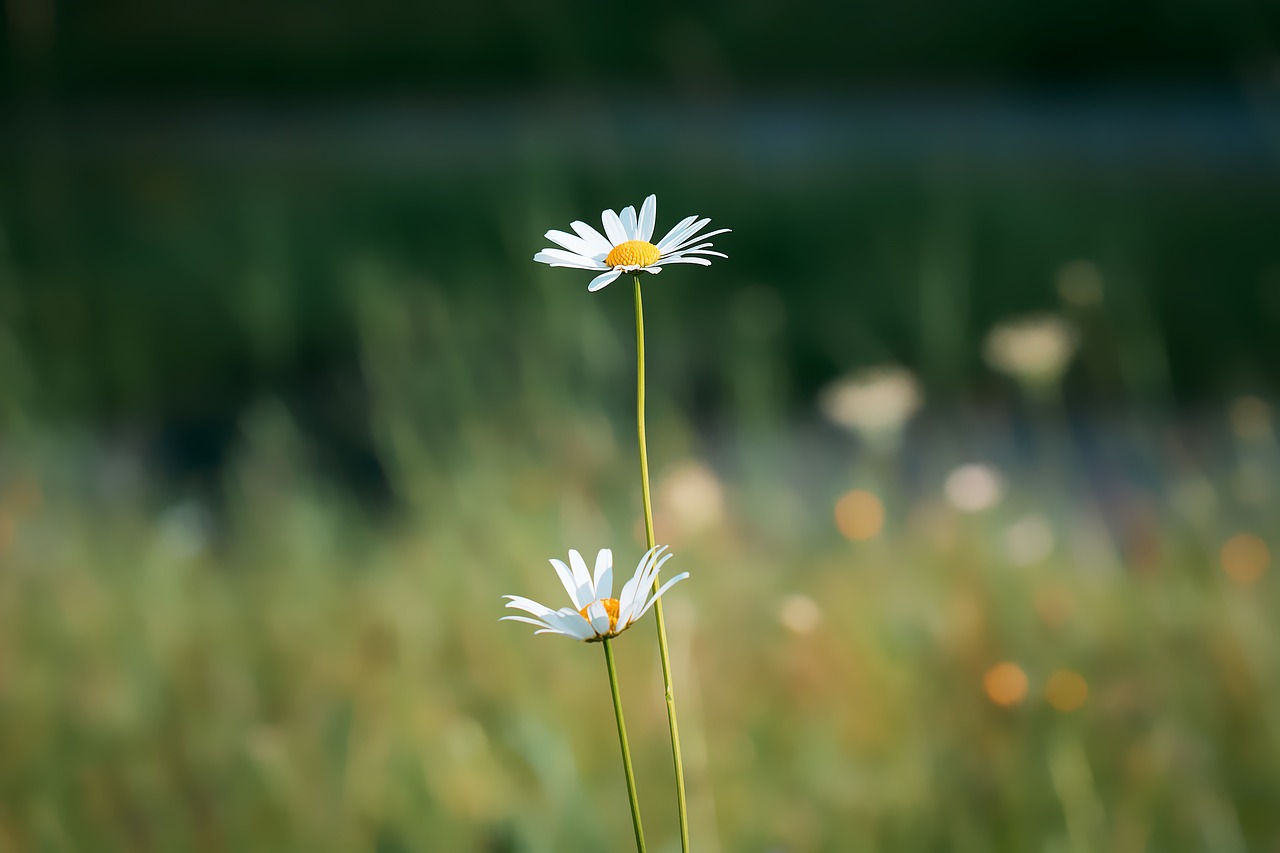 Image - marguerite meadow margerite white