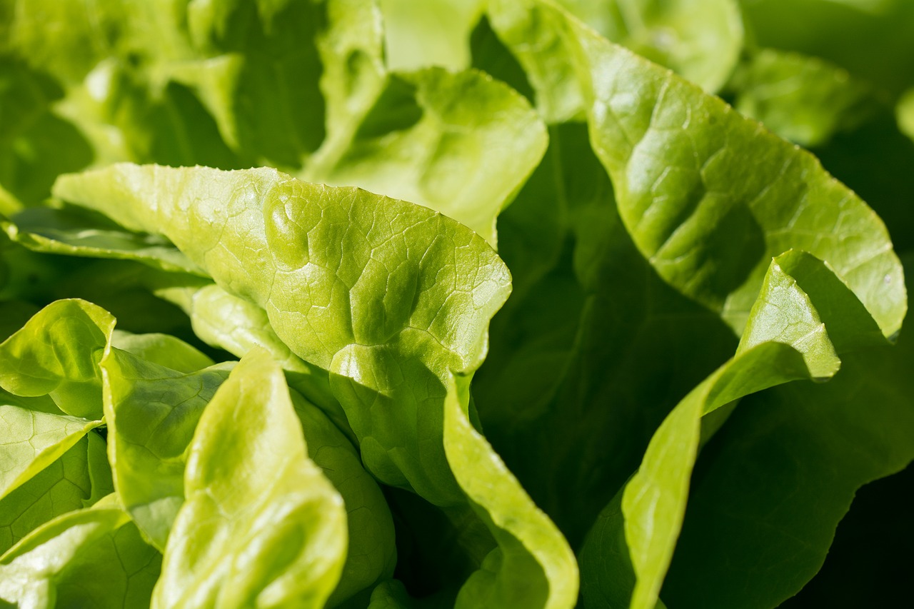 Image - salad green leaf lettuce garden