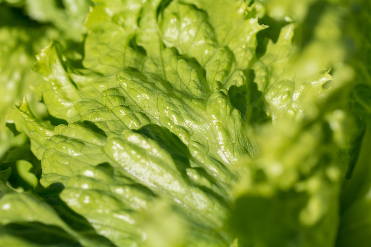 Image - salad iceberg lettuce lettuce leaves