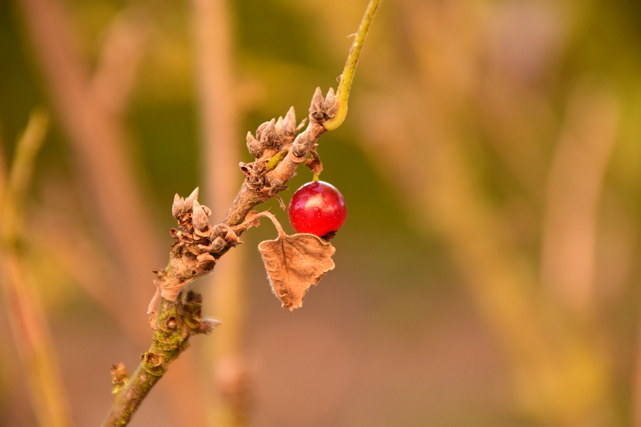 Image - currant autumn bush fall color