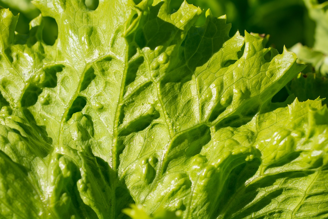 Image - salad iceberg lettuce lettuce leaves