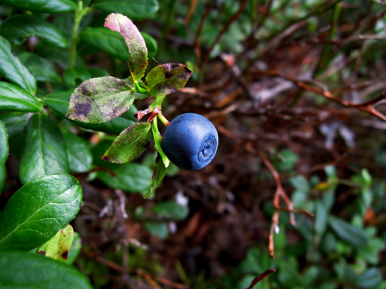 Image - blueberry berry wild berry forest