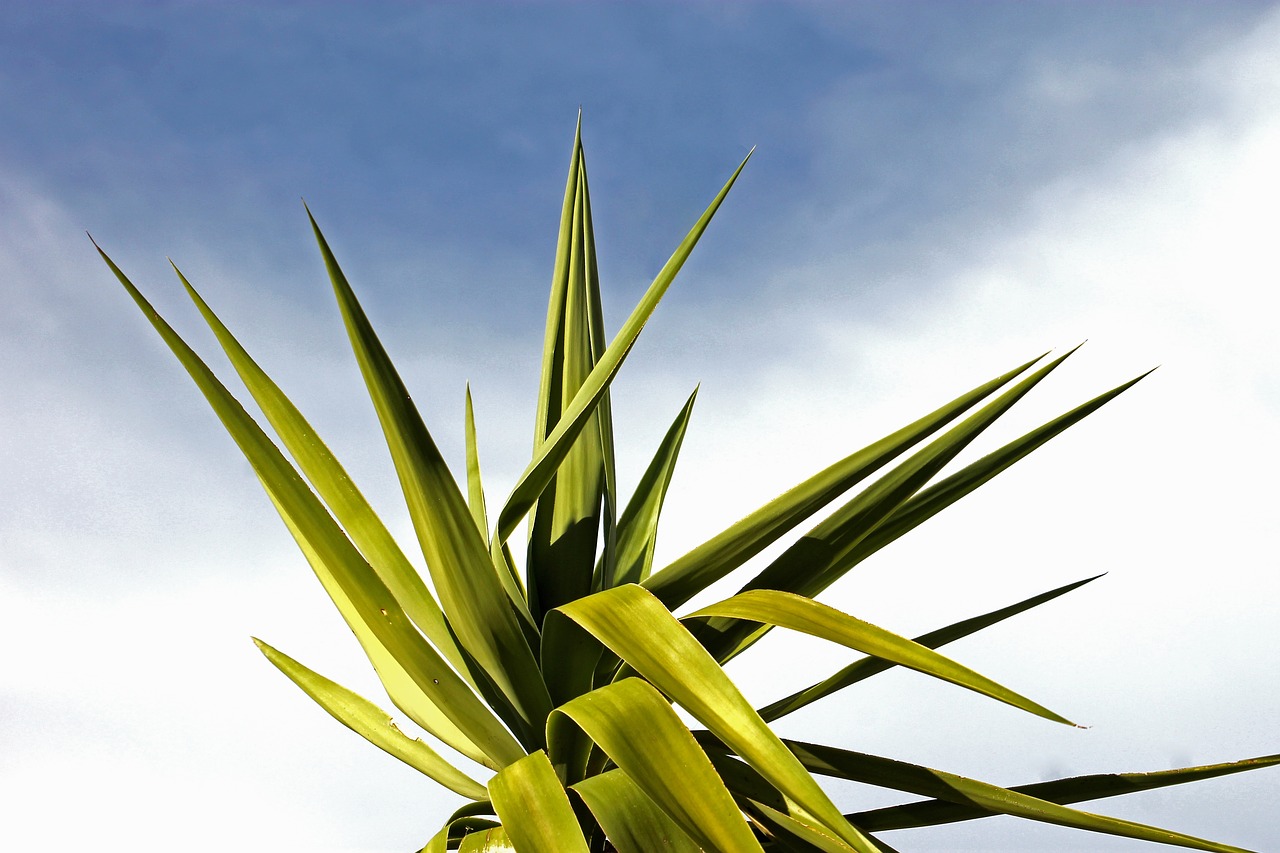 Image - palm jukka sky plant light mood