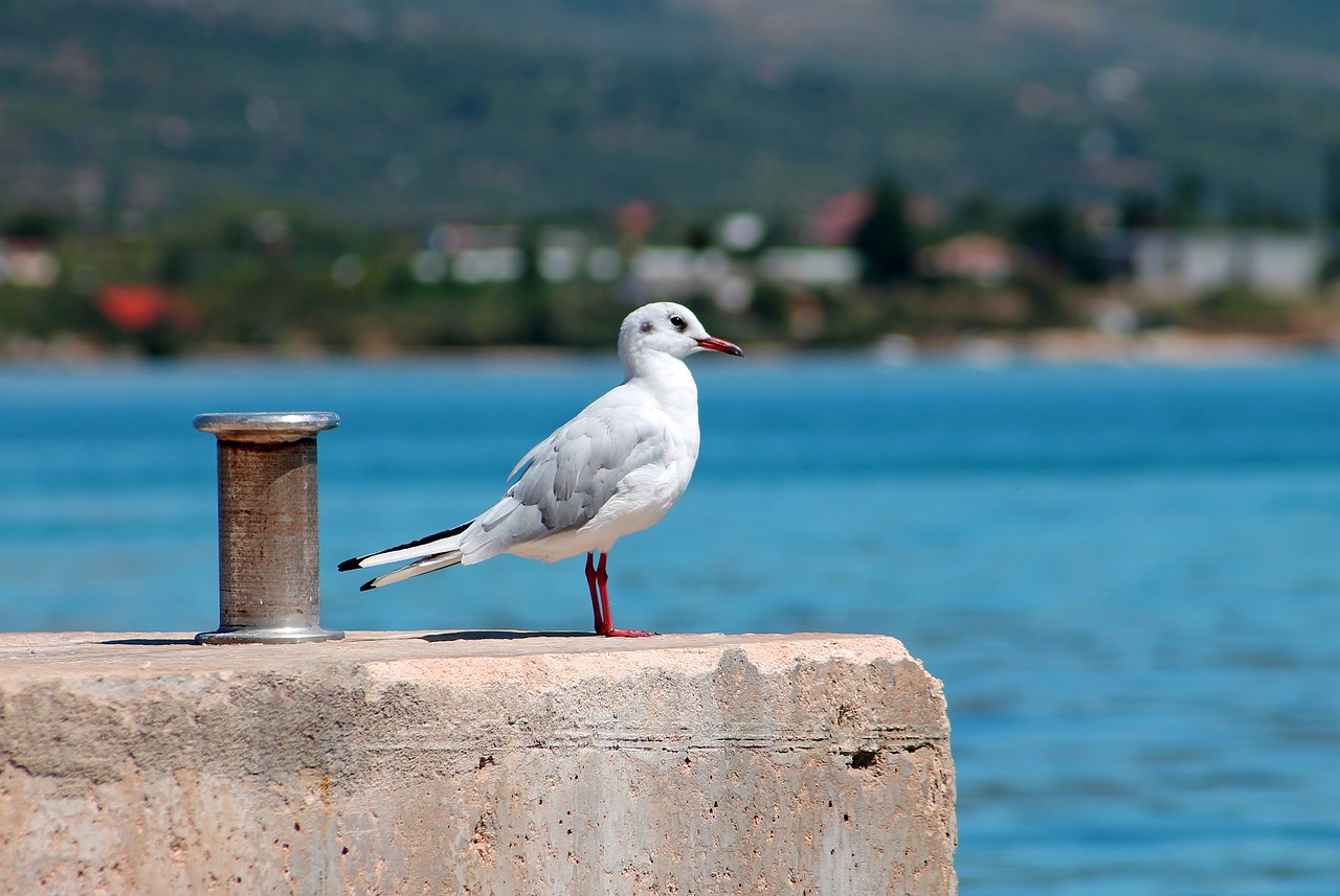 Image - port seagull winged sea beach