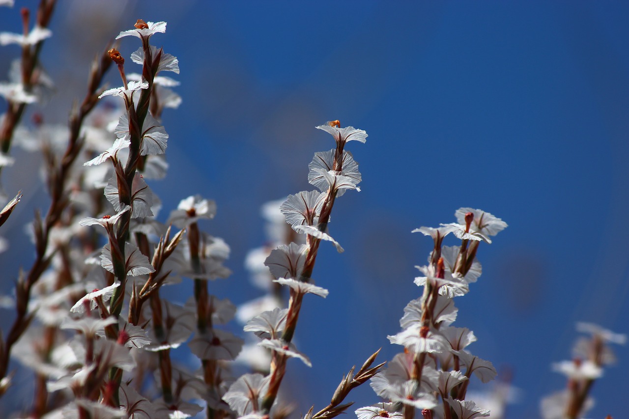 Image - flower malatya summer