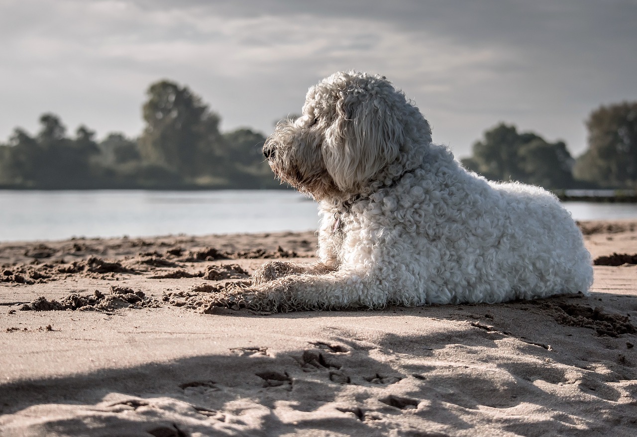 Image - dog goldendoodle enjoy the sun