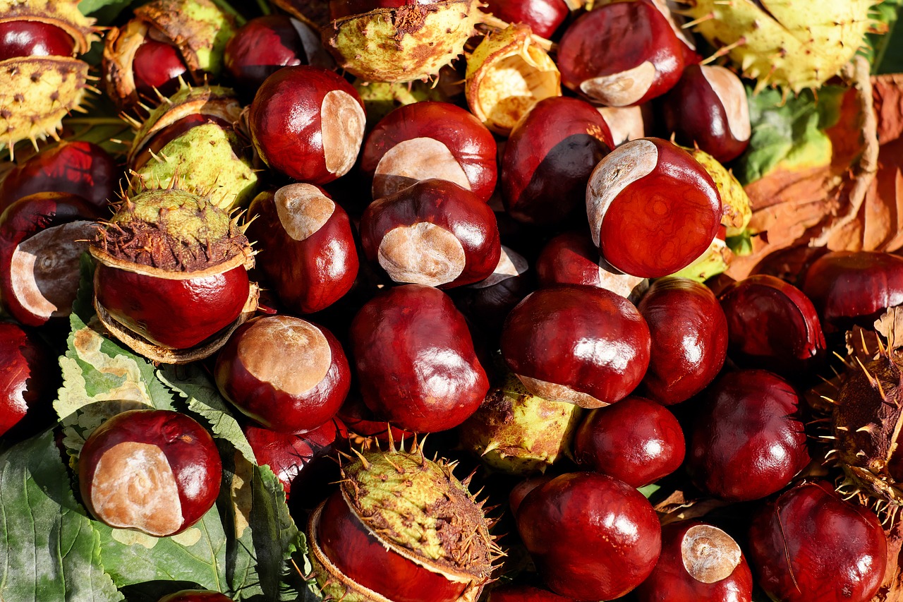 Image - chestnut buckeye fruits red shiny