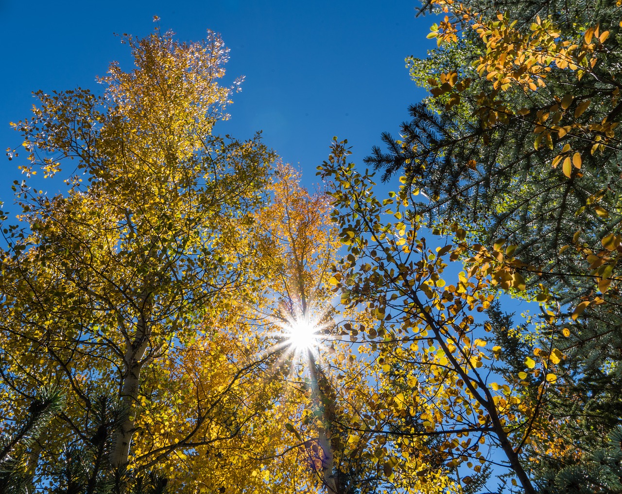 Image - foliage sunstar sky colorful